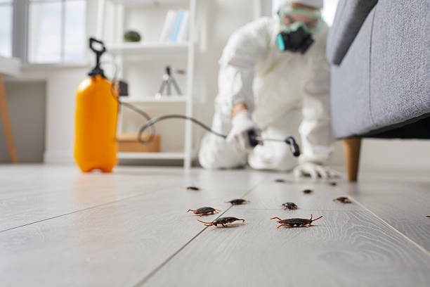 Commercial Rodent Management in Valencia West